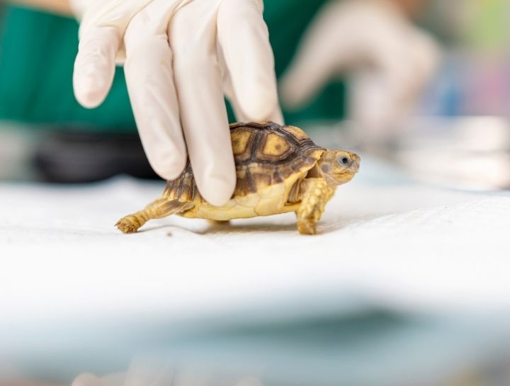 Exotic Vet in Jacksonville