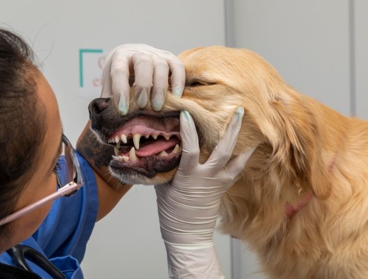 Jacksonville Pet Dentist
