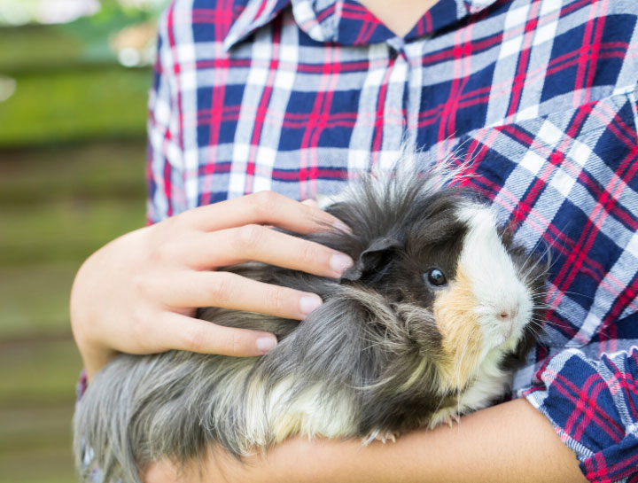 Jacksonville Small Animal Hospital
