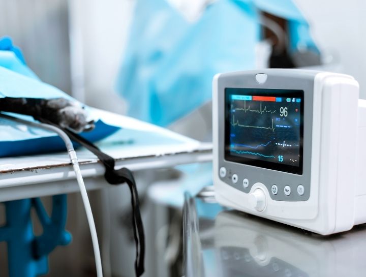 Jacksonville Veterinary Surgeries