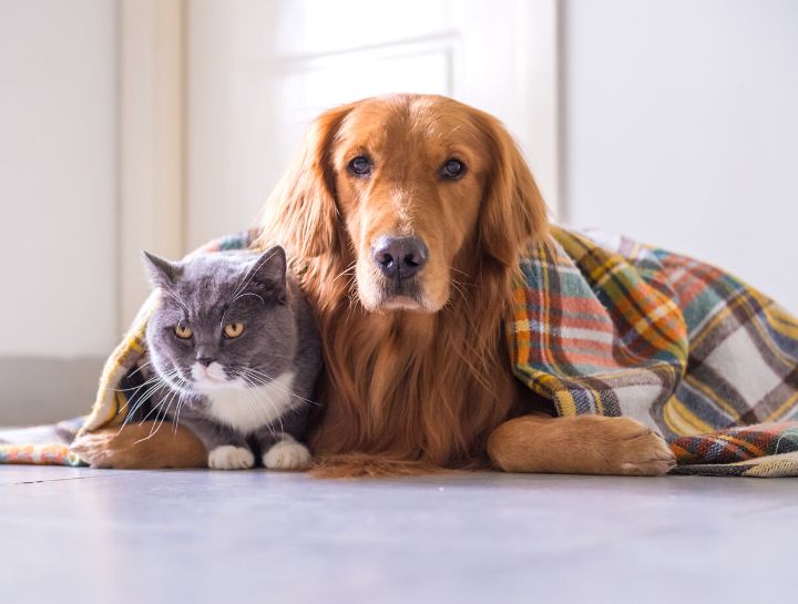 Jacksonville Vet Exams